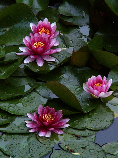 莲花