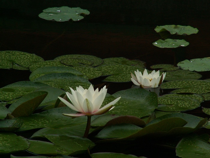 莲花