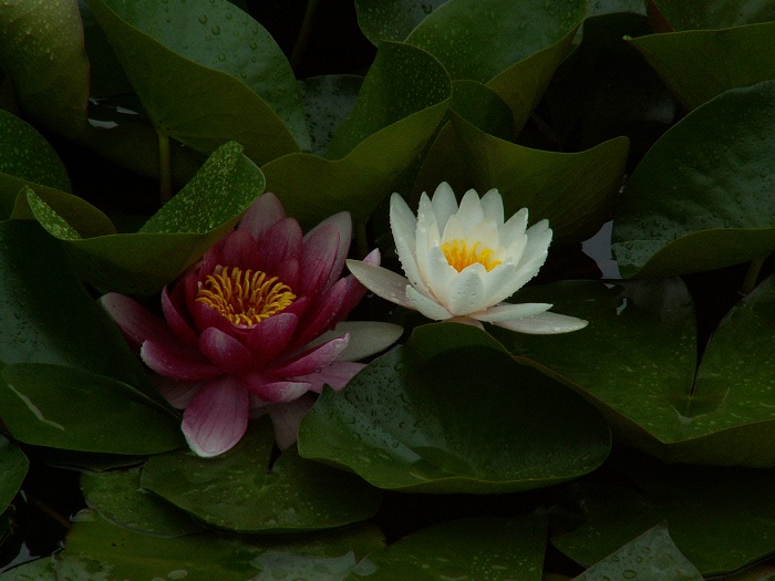 莲花