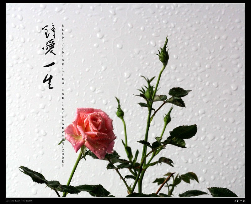 玫瑰花开情似海