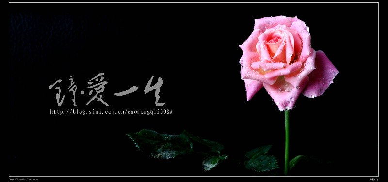 玫瑰花开情似海