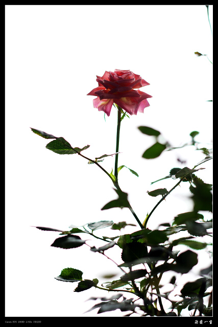 玫瑰花开情似海