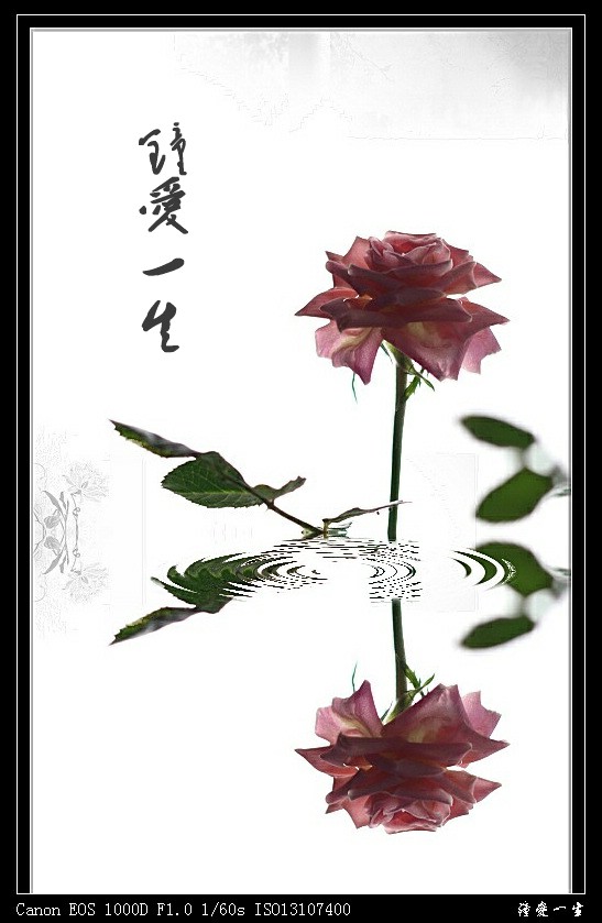 玫瑰花开情似海