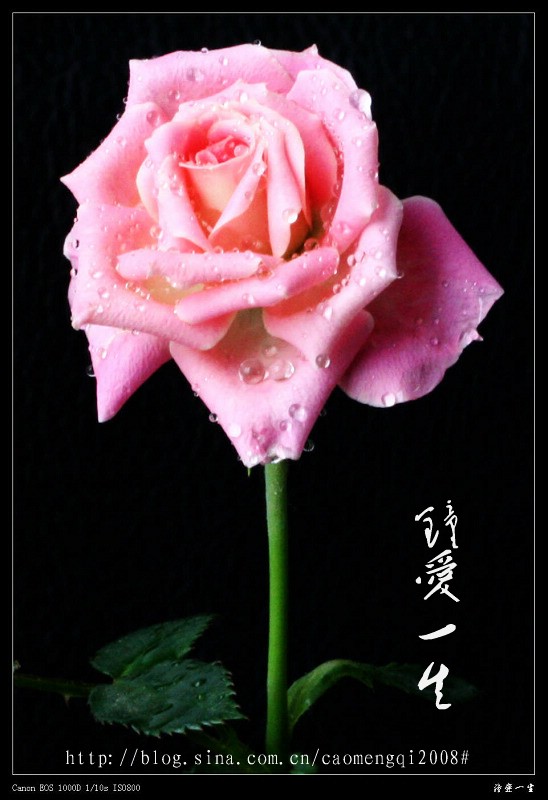 玫瑰花开情似海