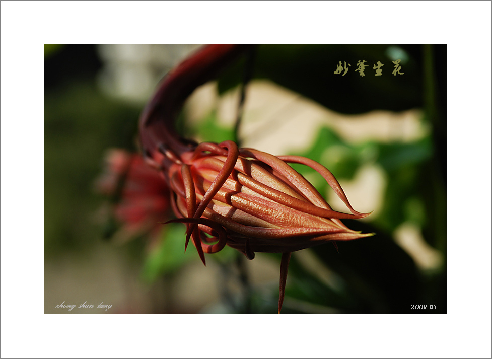 梅兰竹菊花卉帖