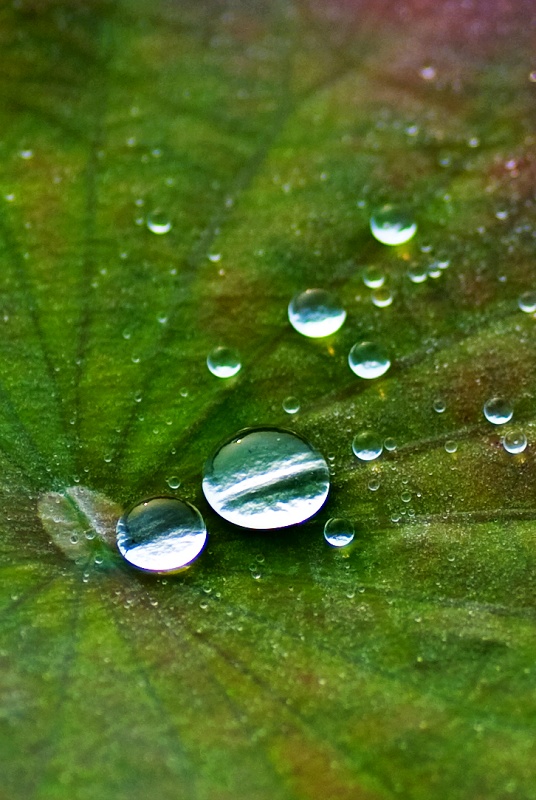 雨后随拍