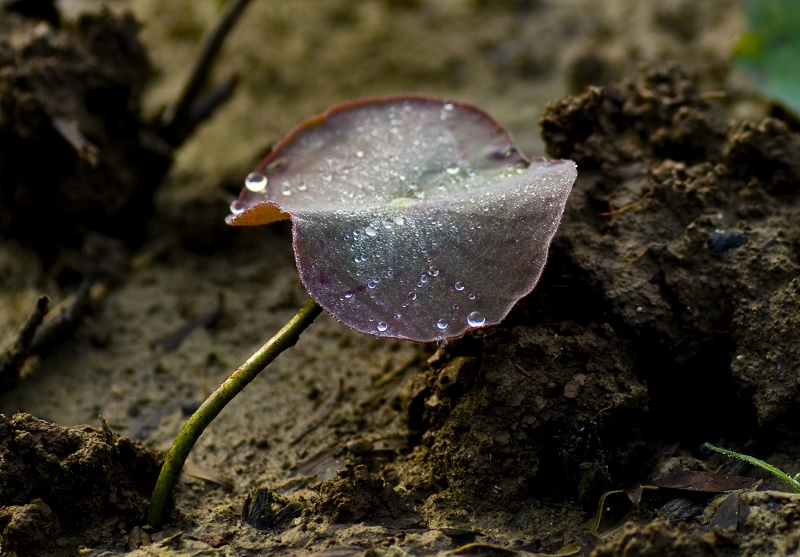 雨后随拍