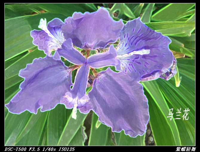 幽幽马兰花