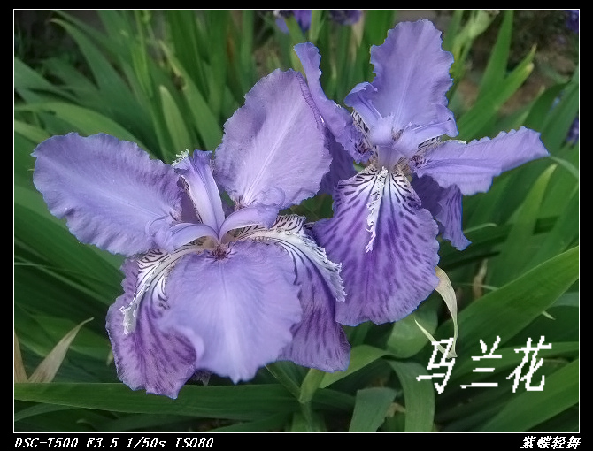 幽幽马兰花