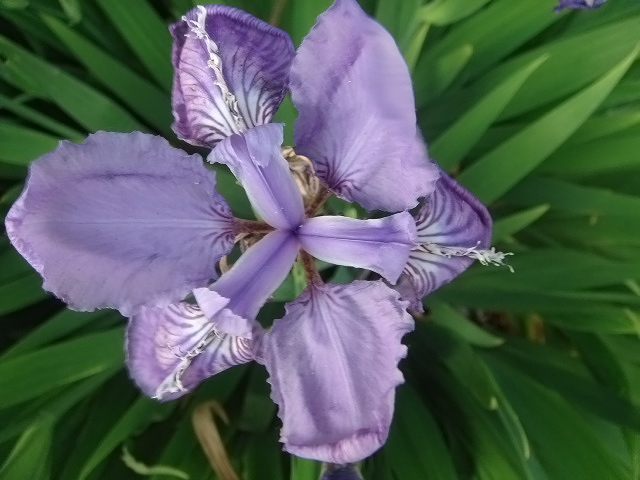 幽幽马兰花