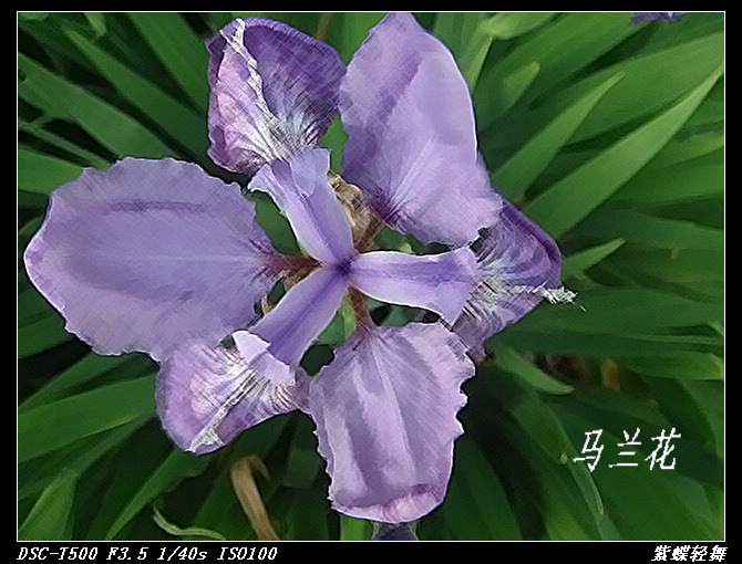 幽幽马兰花