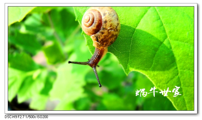 蜗牛也快乐