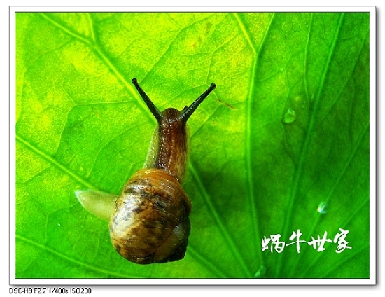 蜗牛也快乐