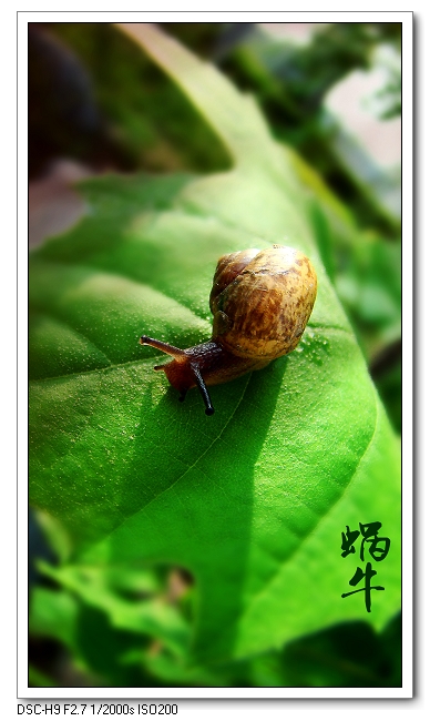 蜗牛也快乐