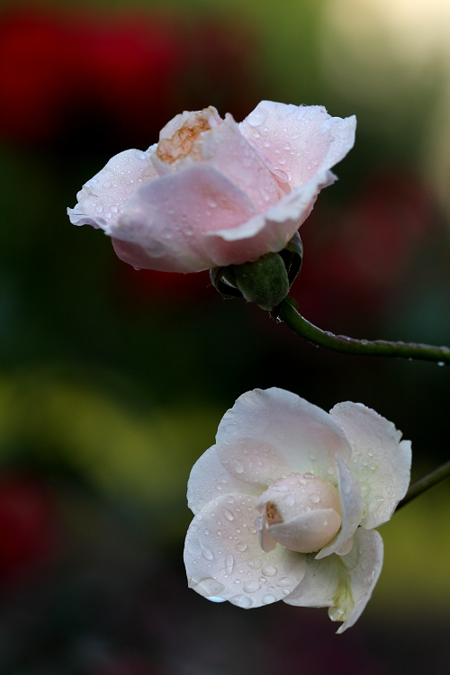 雨后月季花亮灿灿