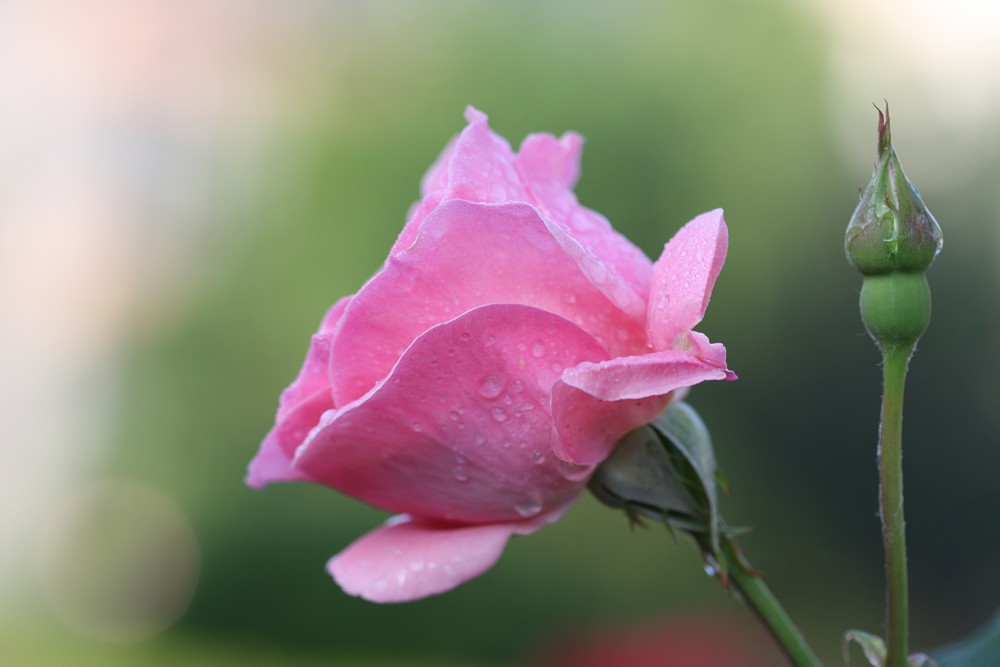雨后月季花亮灿灿