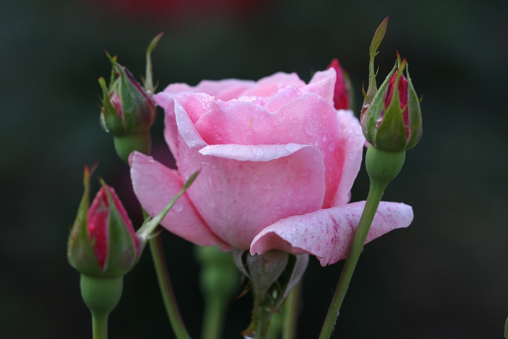 雨后月季花亮灿灿