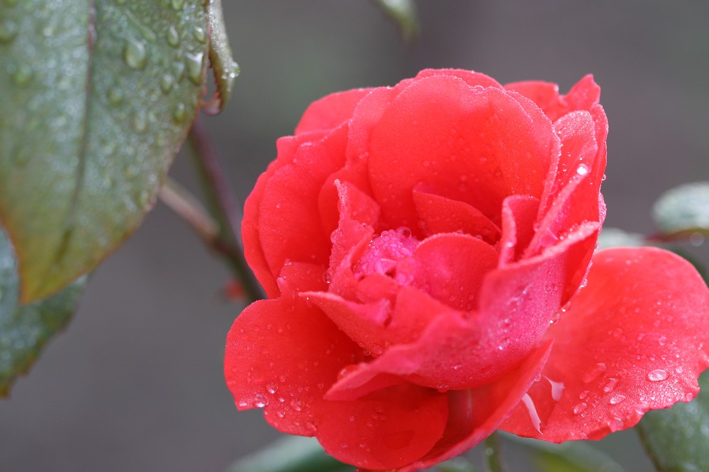 雨后月季花亮灿灿