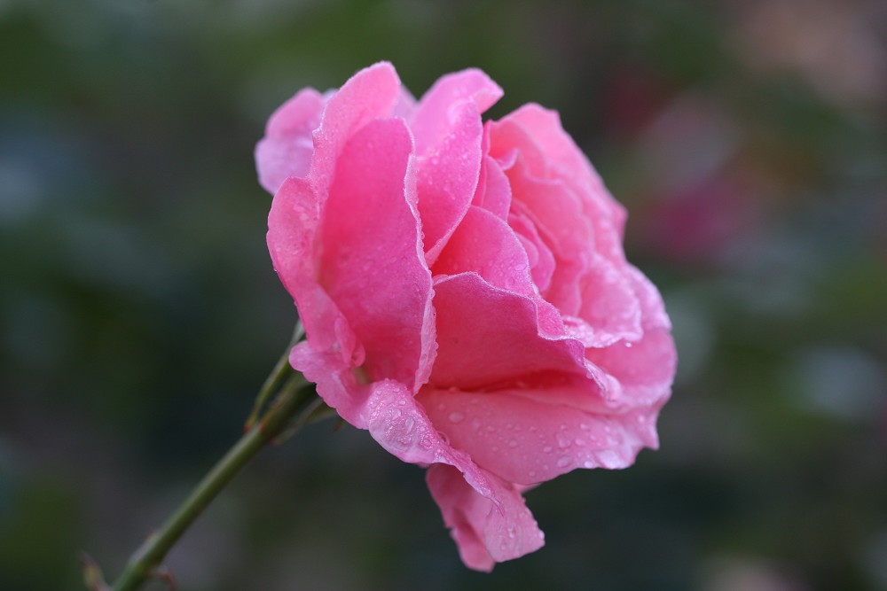 雨后月季花亮灿灿