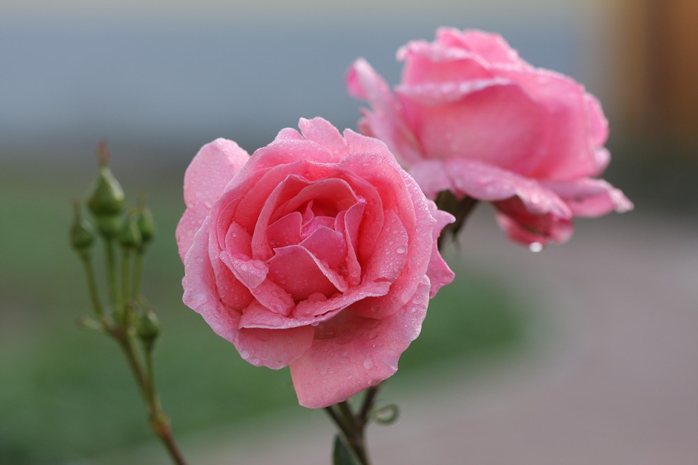 雨后月季花亮灿灿