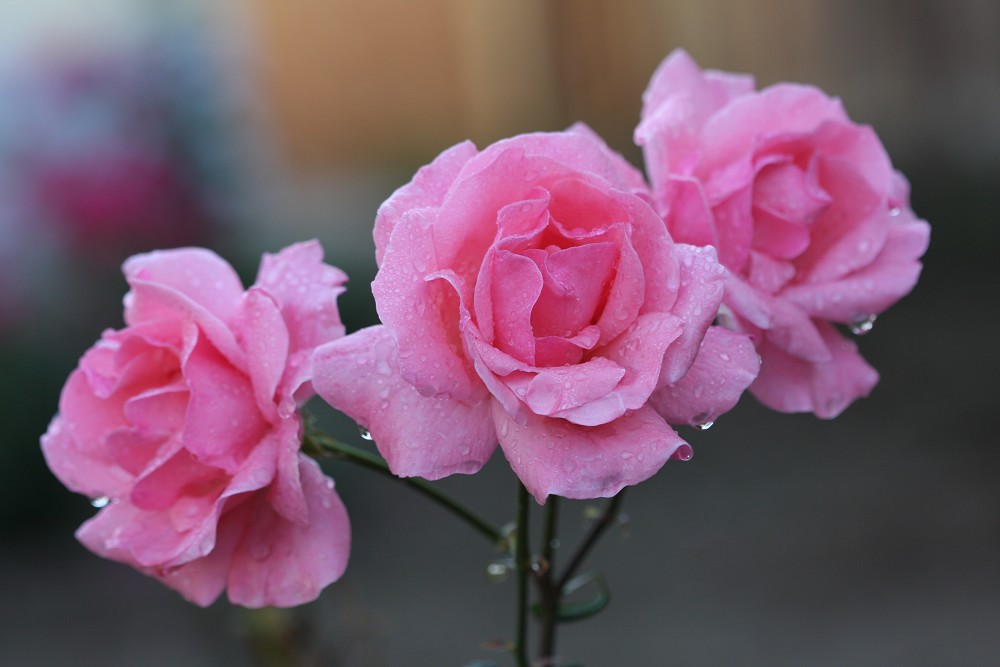 雨后月季花亮灿灿