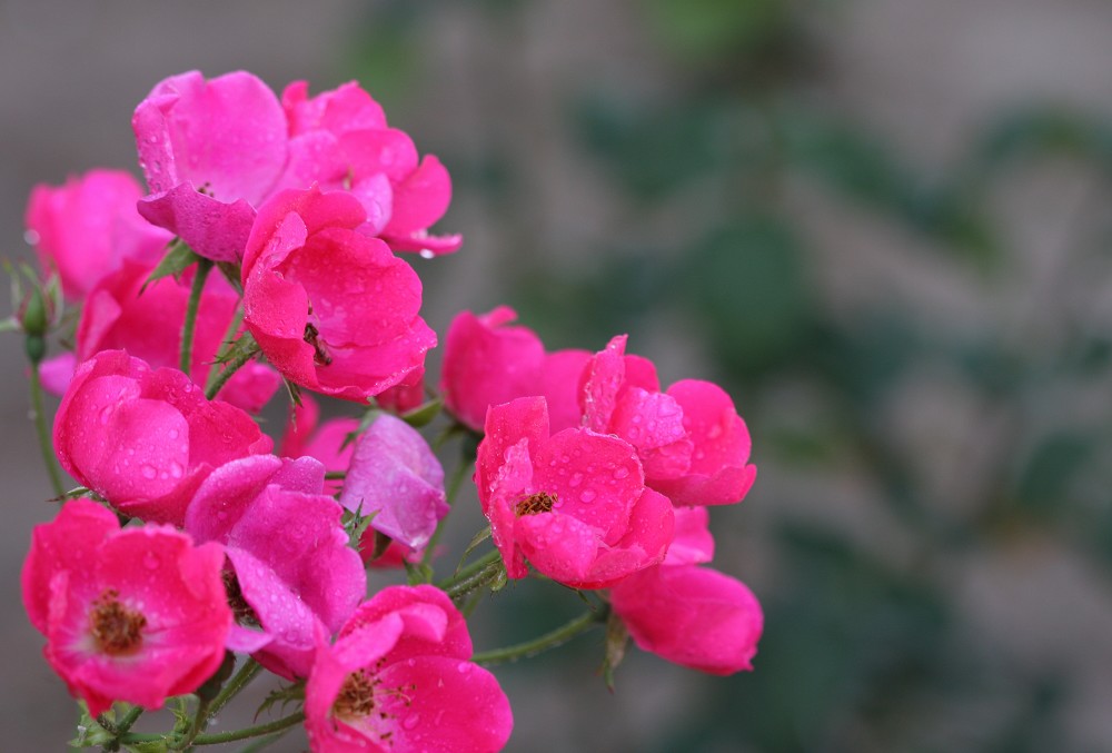 雨后月季花亮灿灿