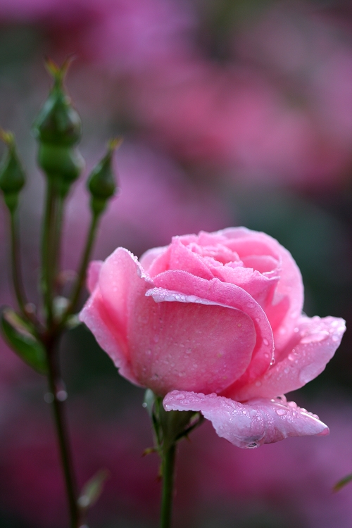 雨后月季花亮灿灿