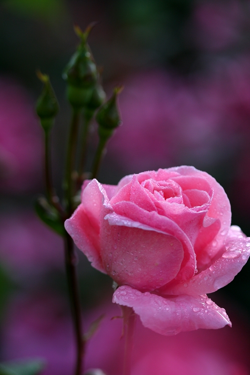 雨后月季花亮灿灿