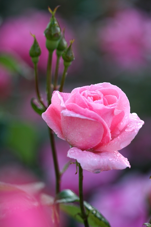 雨后月季花亮灿灿