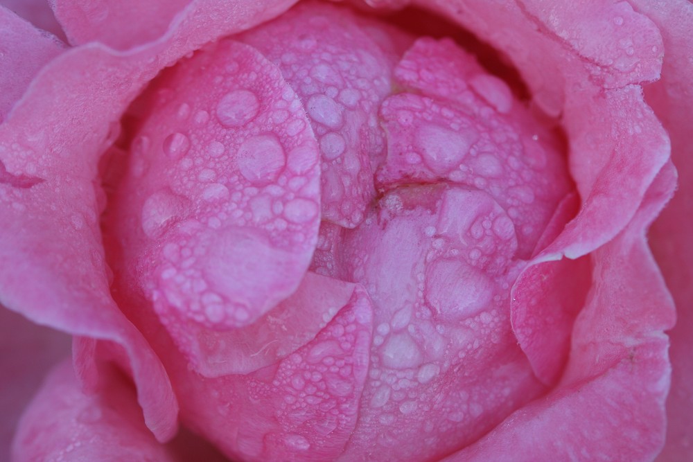雨后月季花亮灿灿