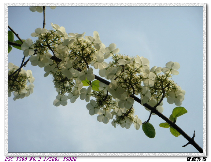 戚城公园里的花