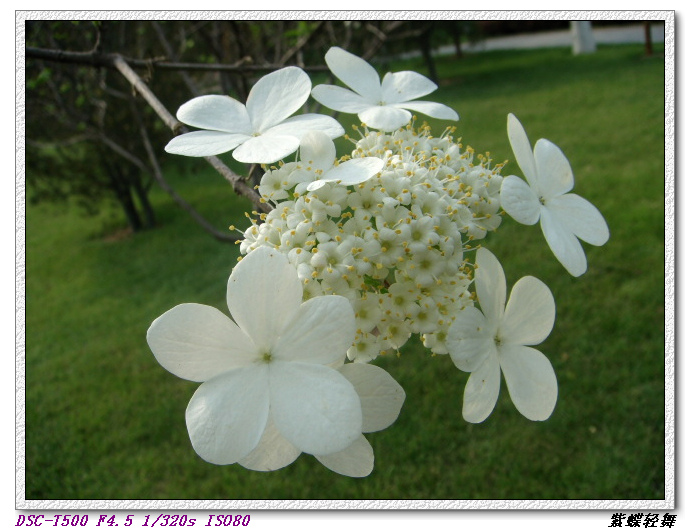 戚城公园里的花