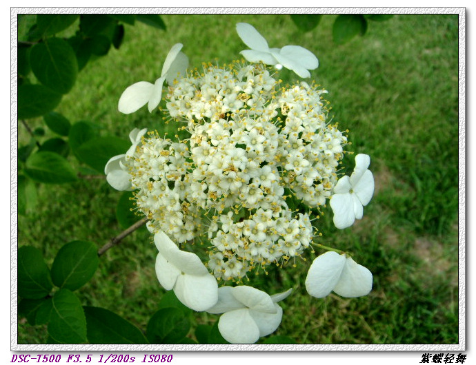 戚城公园里的花