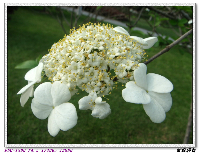 戚城公园里的花