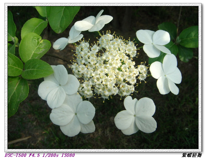 戚城公园里的花