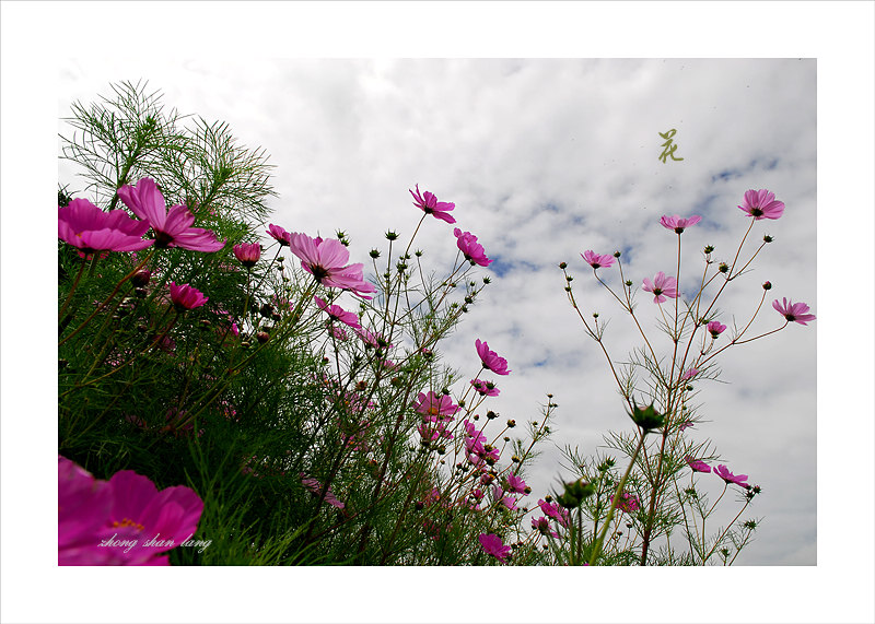 梅兰竹菊花卉帖