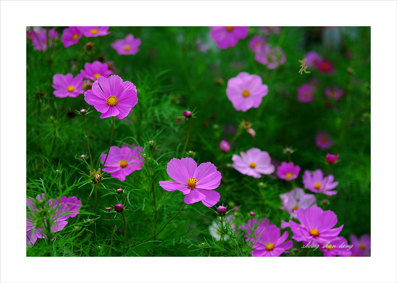 梅兰竹菊花卉帖