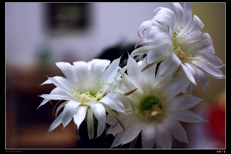 仙人    --------------     花