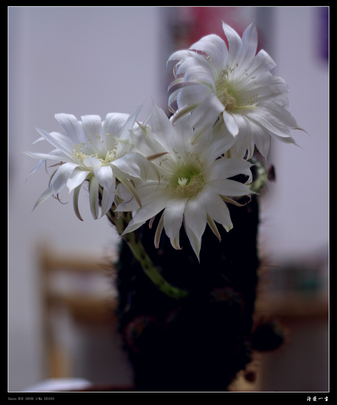 仙人    --------------     花