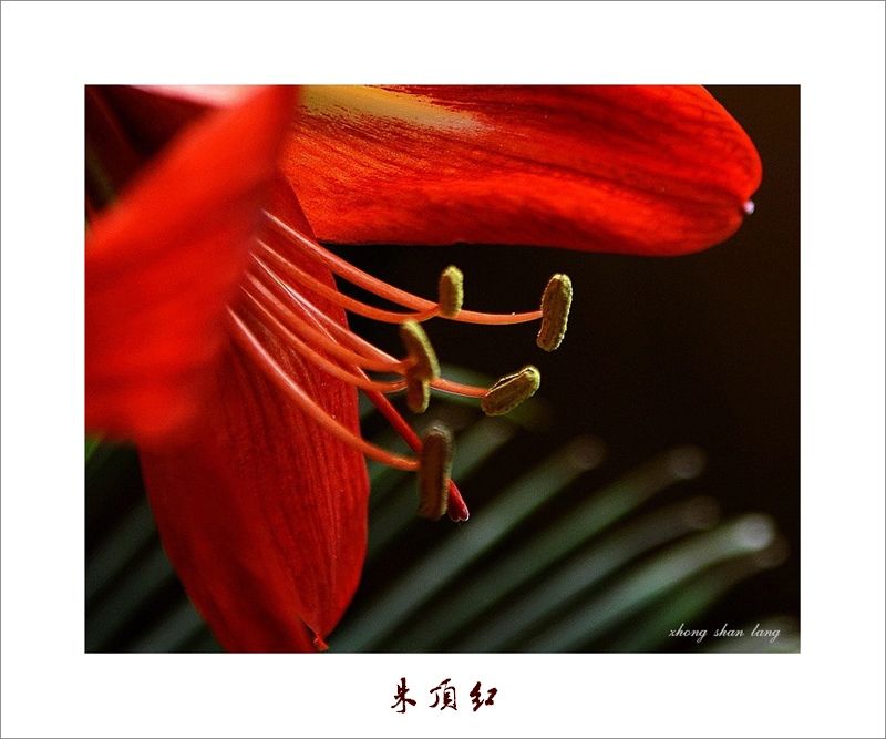 梅兰竹菊花卉帖