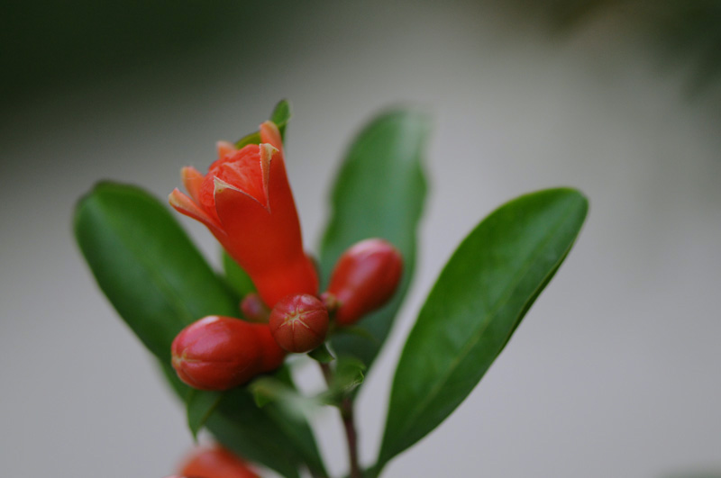 石榴花开