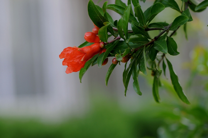 石榴花开