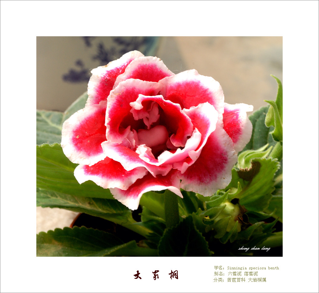 梅兰竹菊花卉帖