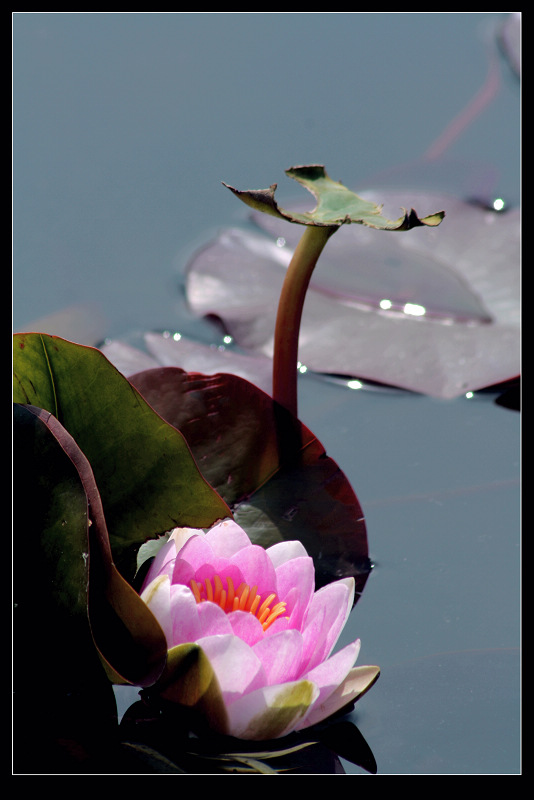 莲花与牡丹