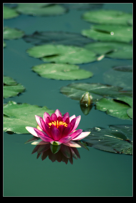 莲花与牡丹