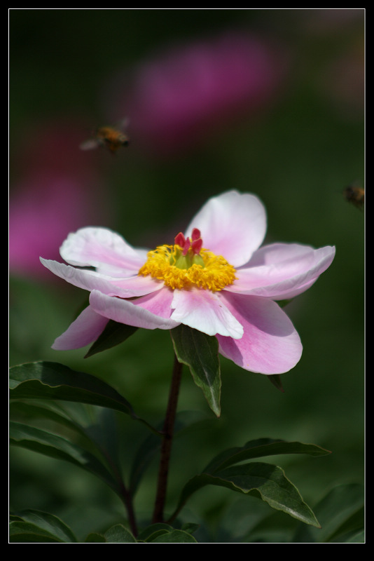 莲花与牡丹