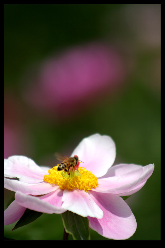 莲花与牡丹