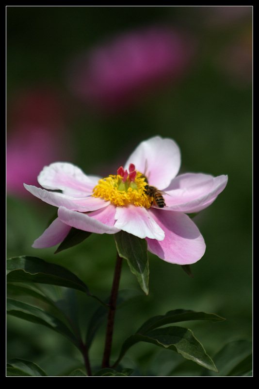 莲花与牡丹