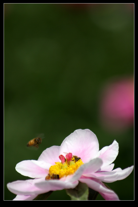 莲花与牡丹