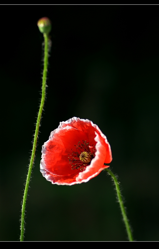 美人儿一组